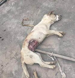 狗狗最新爆料视频播放,揭秘宠物界的秘密生活  第3张